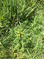 Rhinanthus minor