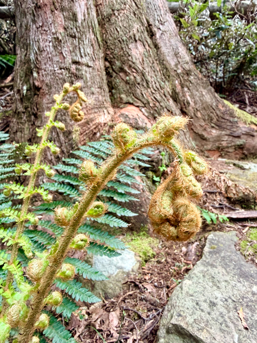 Polystichum proliferum observed 2026-10-20