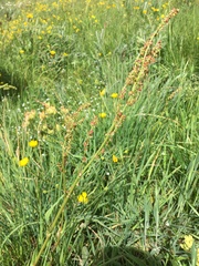 Rumex acetosa