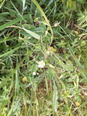Cerastium fontanum