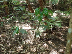 Hedycarya arborea