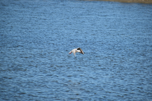 iNaturalist image
