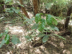 Hedycarya arborea