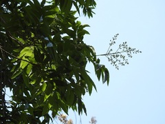 Thouinidium decandrum