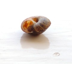 Xeroplexa intersecta