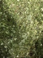 Capsella bursa-pastoris