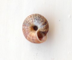 Xeroplexa intersecta