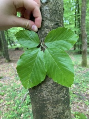 Fagus sylvatica