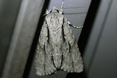 Acronicta texana