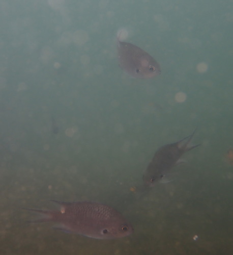 Chromis notata observed 2026-10-06
