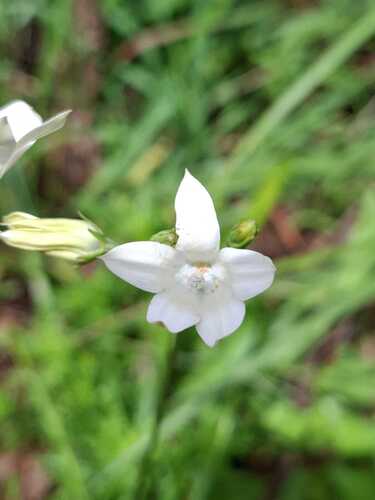Wahlenbergia undulata, 2026-10-20