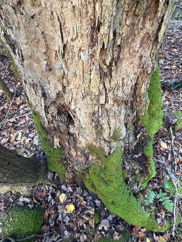 Pseudanomodon attenuatus observed 2026-10-19