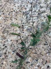 Indigofera vicioides