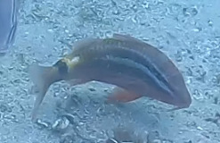 Parupeneus spilurus observed 2026-10-17