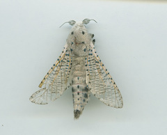 Polyphagozerra coffeae