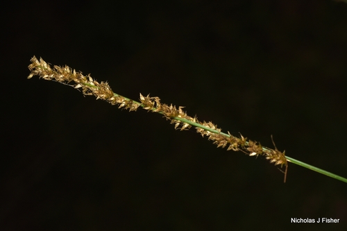 Carex appressa observed 2026-10-15