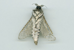 Polyphagozerra coffeae