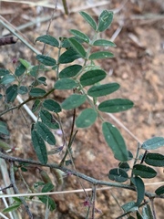 Indigofera vicioides