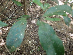 Hedycarya arborea