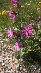 Silene dioica