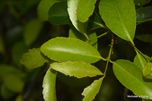 Elaeodendron australe observed 2026-10-15