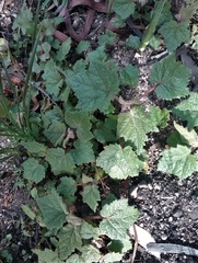 Commersonia dasyphylla