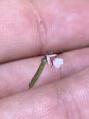 Indigofera vicioides