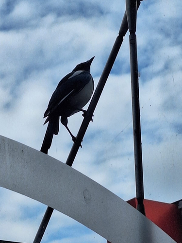 Eurasian Magpie