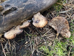 Lentinellus montanus