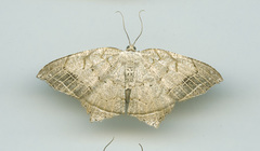 Oxymacaria temeraria