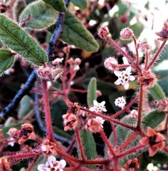 Commersonia dasyphylla