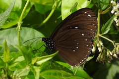 Euploea sylvester swinhoei