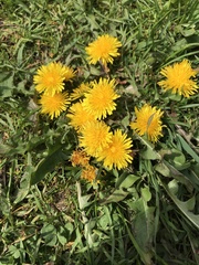 Taraxacum officinale