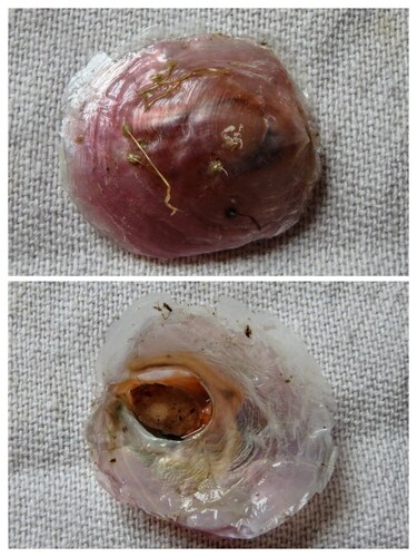 Anomia ephippium observed 2026-10-19