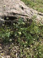 Taraxacum officinale
