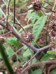 Commersonia dasyphylla