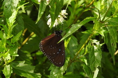 Euploea sylvester swinhoei