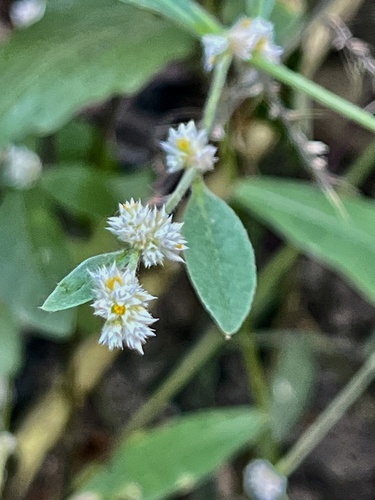 Alternanthera ficoidea observed 2026-10-20
