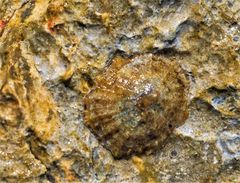 Patella ulyssiponensis