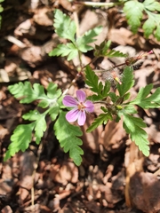Geranium robertianum