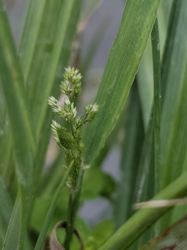 × Agropogon robinsonii