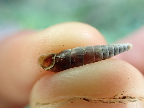 Macrogastra mellae