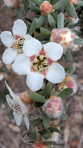 Leptospermum lanigerum observed 2026-10-20