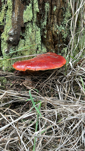 Beefsteak Polypore