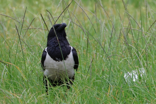 iNaturalist image