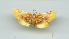 Pyrinioides sinuosus