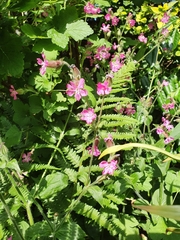 Silene dioica