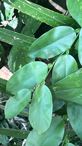 Pothos chinensis observed 2026-10-20