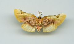 Pyrinioides sinuosus