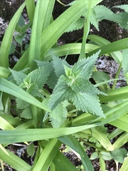 Lamium album